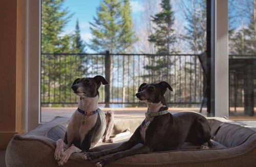 Nantes Ski Chalet | Ēlk - LAke and nature(dogs allowed)