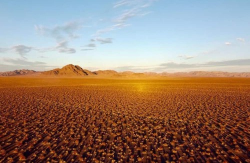 Amargosa Valley RV Rental | Tarantula Ranch Vineyard - Death Valley