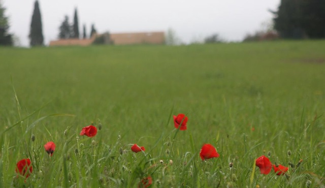 B&B Private room at the Cooper's House- 双人间 出