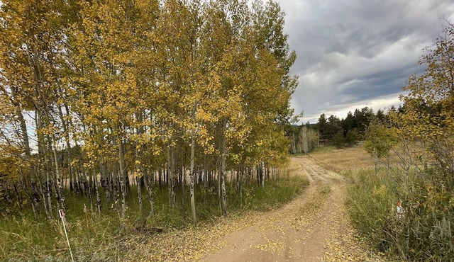 Slice of Wild Heaven: Magical, Cozy, Forest Cabin @ the Top of the World. Views