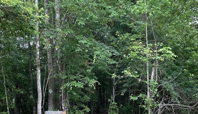 Cozy cabin located on the Angelina River and minutes away from lake Sam Rayburn.