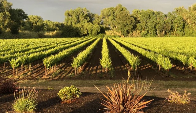 Beautiful Luxury Estate in the Vineyards