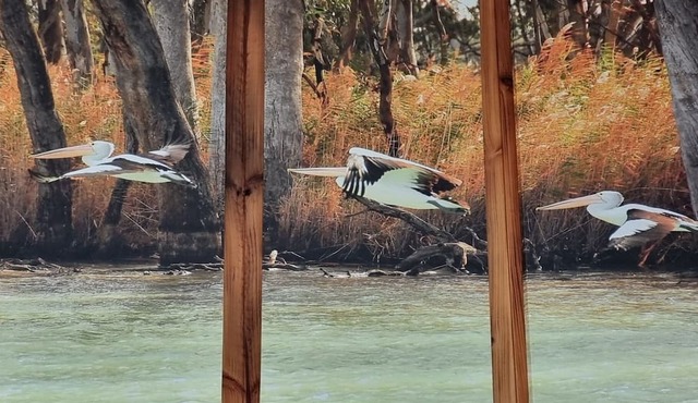 Rivergums Homestead - River Frontage! nWith ski beach and board walk.