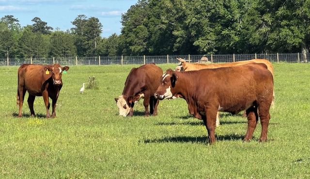 Charming barn apartment located at Stonnington Farm in Perkinston.