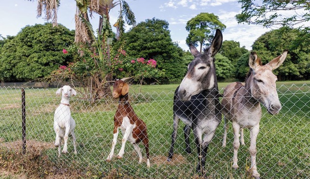 Holiday with Donkeys at the charming Oak Beach Donkey Inn