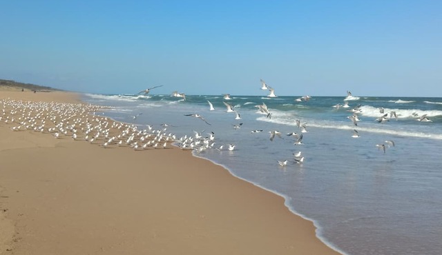 SPACIOUS FAMILY HOME- 10 MIN WALK TO LAKE VICTORIA & 3 MIN DRIVE TO THE OCEAN.