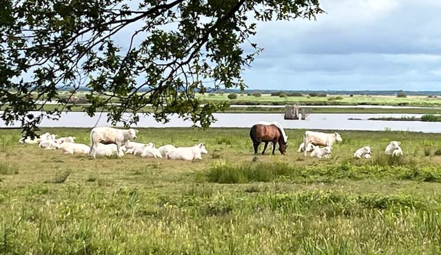 Gîte Parc de Brière