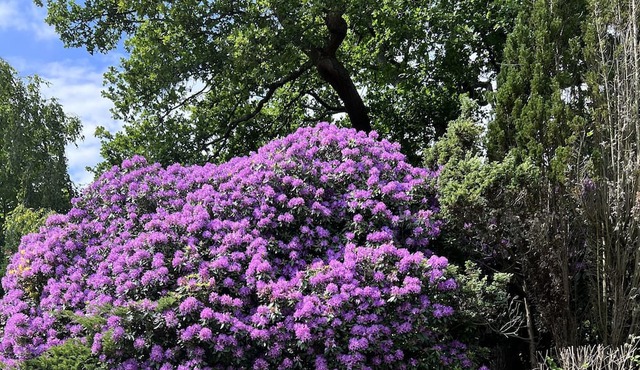 Cottage with 2000 SQM beautiful Garden