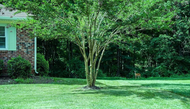 Beautiful, Peaceful, and Professionally Decorated 5 bedrooms. Wooded view