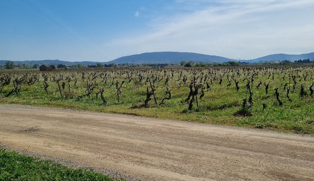 Cottage Chaleureux Face aux Vignes Pour un Séjour Détente Pour Toute la Famille