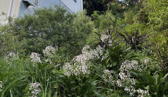 Aro Valley gem. Pet-friendly accomodation in walking distance to city centre.