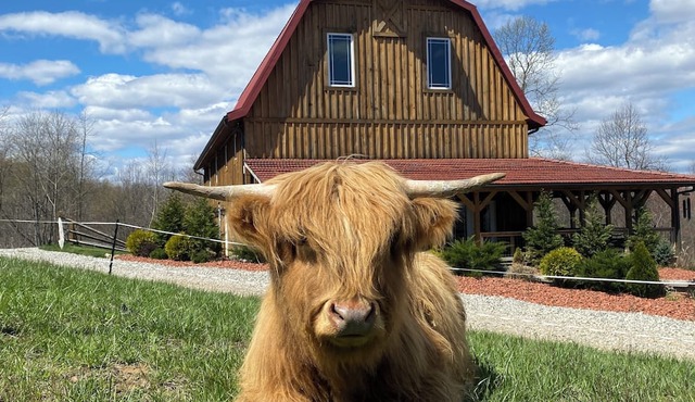 The Barn at Dogwood Ridge Farms: Highland Cow and Mini Donkey Farm