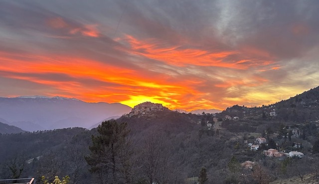 Water lilies nestled in a haven of tranquillity.