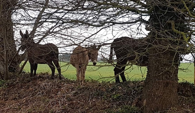 Ty Bihânes welcomes you to a peaceful setting in the heart of the countryside, surrounded by donkeys.