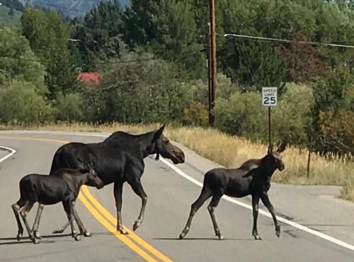 Ski Jackson Hole, Yellowstone access, Indoor jacuzzi, remodeled kitchen n baths.